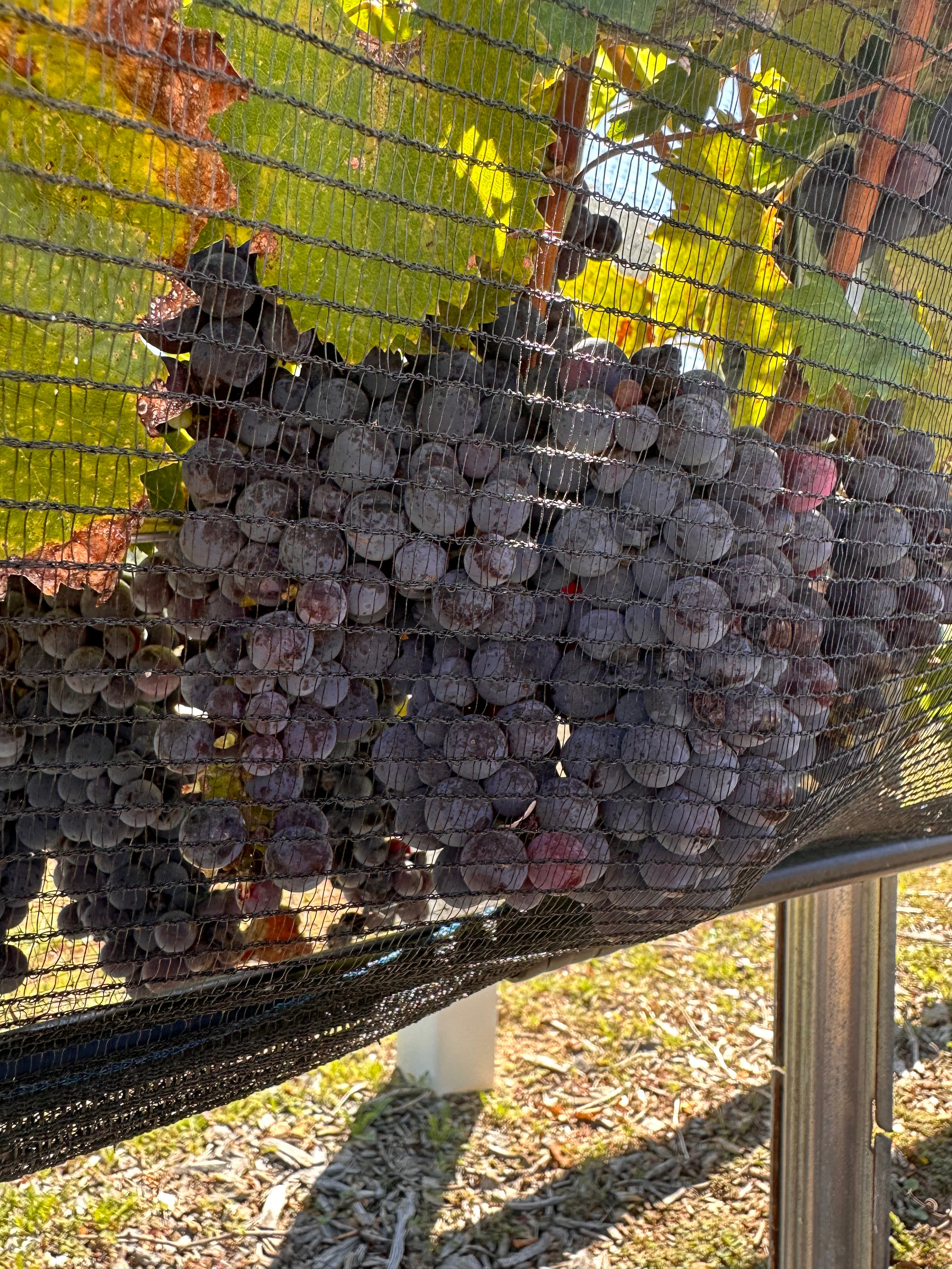 Estate-grown grapes ripening on the vine at Cresta Bella Vineyards